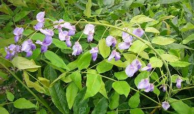 アイスバーグの挿し木と藤の花 マダムマリィの好きなモノ 楽天ブログ