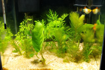 バットマンプラティ水槽の水草植え替え Masa S Mini Aquarium 楽天ブログ