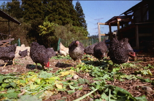 放し飼い鶏