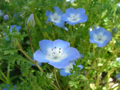春の青い花 Wazaari1pon 楽天ブログ