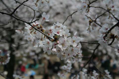 夙川公園の桜（２００７年４月８日）