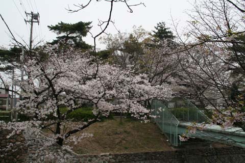 西宮中央図書館付近の桜（２００７年４月８日）