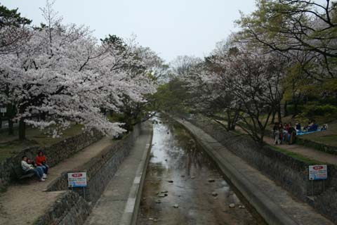 阪神・香櫨園駅南側の夙川公園（２００７年４月８日）