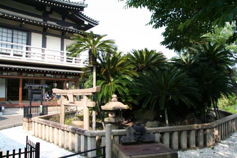 堺・妙国寺・天然記念物の蘇鉄（２００９年５月２４日）