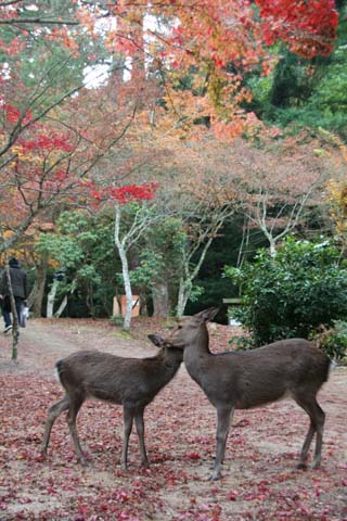 広島・宮島・鹿と紅葉（２００８年１１月２３日）