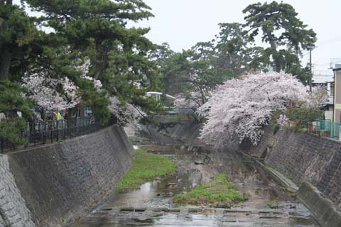 さくら夙川～阪急夙川間の桜（２００７年４月７日）