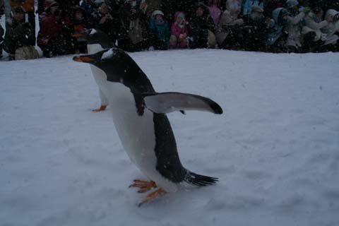 ２００８年年末旅行・旭山動物園・ペンギン（２００８年１２月２８日）