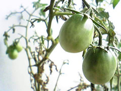 080920tomato.jpg