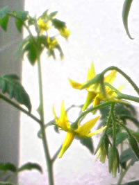 080622tomato.jpg