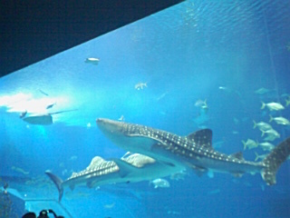 PA0_0080.JPG