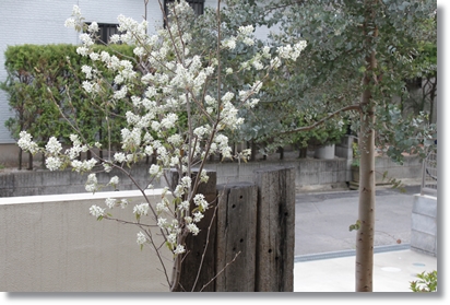 ４月の庭木 ジューンベリー オリーブ ユーカリ Hitoharico Plus 楽天ブログ