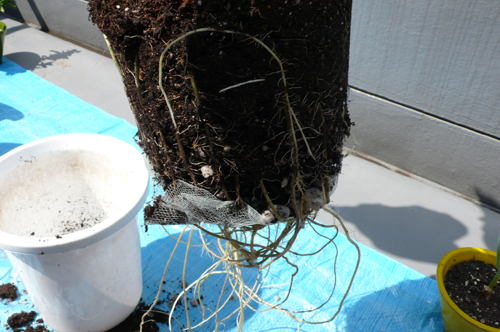 成長日記 号外 植え替え 土替えをしてみる の巻 ソラニワスタッフのこぼれバナシ 楽天ブログ