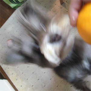 ミニチュアシュナウザー