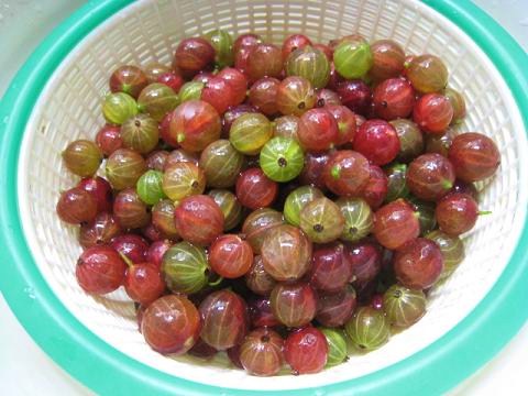 宝石のようなグズベリーを収穫する 摩周田舎日記 楽天ブログ