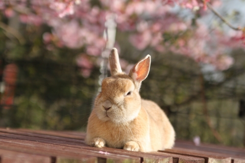 あんずの誕生日♪ | うさぎと花と、ちいさな犬 - 楽天ブログ