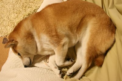 犬も丸くなって寝ます 柴犬とび 楽天ブログ