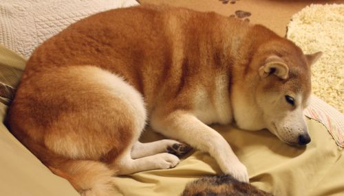 犬の睡眠時間 柴犬とび 楽天ブログ
