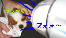 ドライヤー.jpg