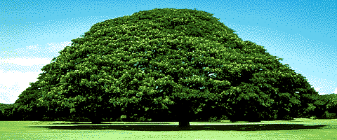 Monkey-pod (オアフ島） 有名な木（モアナルア ガーデン） | 世界の