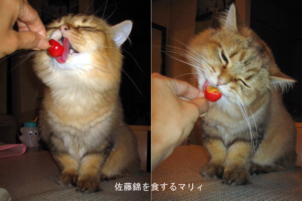 さくらんぼを食べるマリィ 姉弟猫ボブ マリィの部屋 楽天ブログ