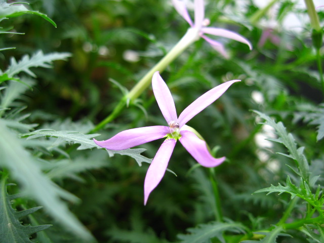 イソトマの毒性について 花とアロマとつれづれ日記 楽天ブログ