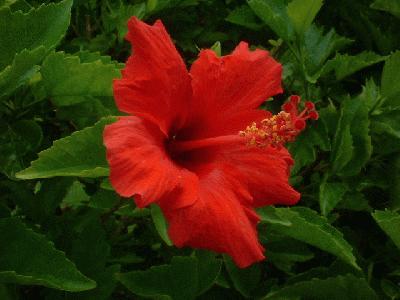8月25日の誕生花と花言葉 ハイビスカス 赤 の特徴 楽天コミュニティblog 楽天ブログ