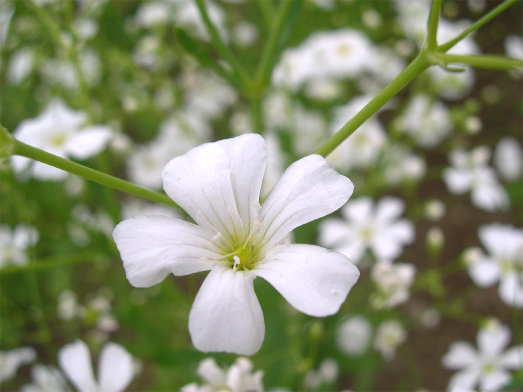 ４月４日の花 カスミソウ 白 の特徴 楽天コミュニティblog 楽天ブログ