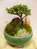 八房蝦夷松植替え、取り木準備 | 素人の小品盆栽備忘録 - 楽天ブログ