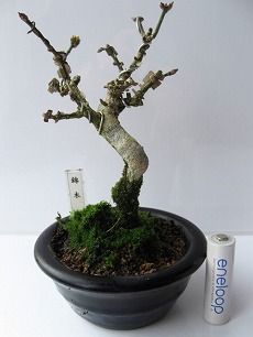 盆栽：錦木（ニシキギ）*現品 にしきぎ Euonymus alatus
