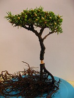 八房蝦夷松植替え、取り木準備 | 素人の小品盆栽備忘録 - 楽天ブログ 八房蝦夷松植替え、取り木準備 | 素人の小品盆栽備忘録 - 楽天ブログ