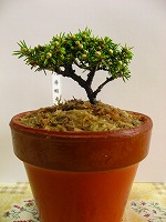 八房蝦夷松植替え、取り木準備 | 素人の小品盆栽備忘録 - 楽天ブログ 八房蝦夷松植替え、取り木準備 | 素人の小品盆栽備忘録 - 楽天ブログ