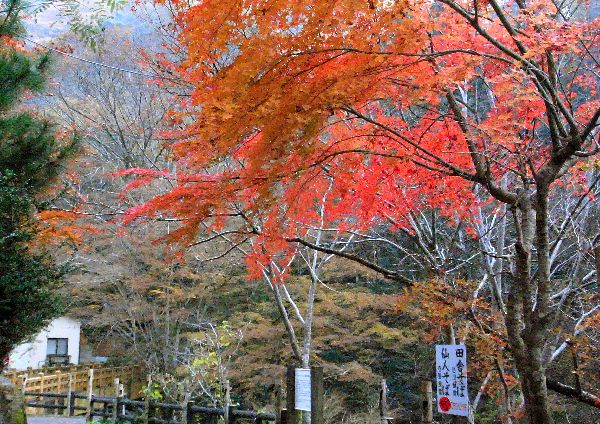 晩秋の美霞洞渓谷 ビレッジ美合館 私のブログ 楽天ブログ