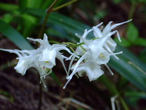 conv0046.jpg