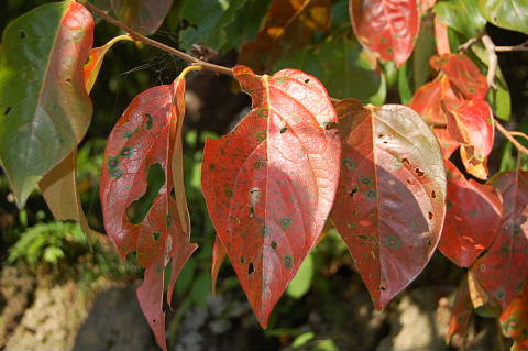 conv0057.jpg
