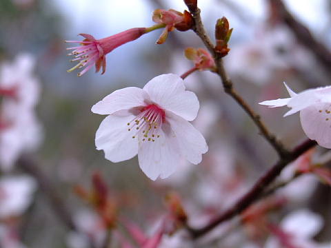山桜1