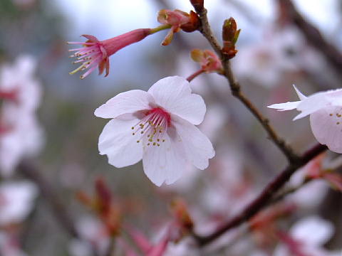 山桜１