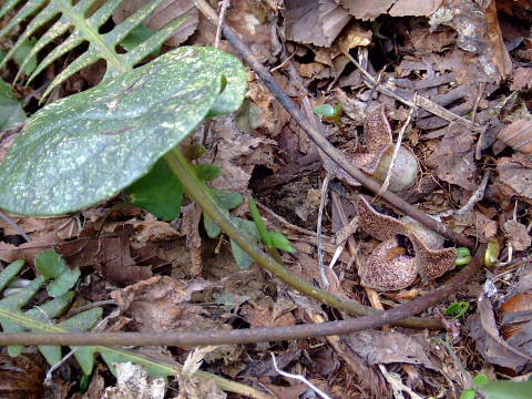 conv0033.jpg