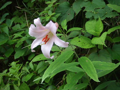conv0109.jpg