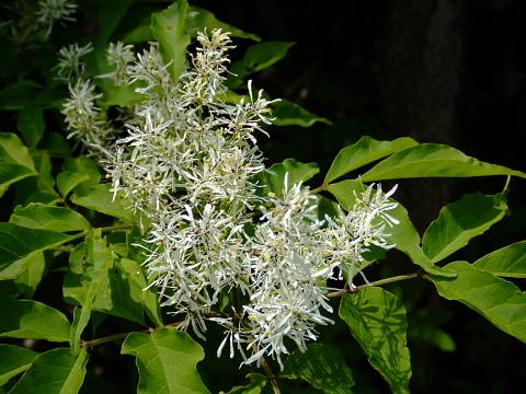 conv0090.jpg
