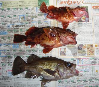 新エサを試しに釣りに行ってきました のまのまイェ ぃ熊本 楽天ブログ