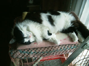 め～ちゃんのブログ