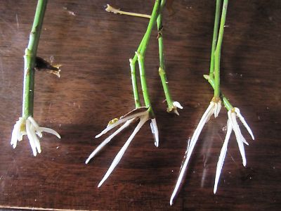 薔薇の挿し木 この季節に水挿しの薔薇から根が出ています 千鶴の遊び場 楽天ブログ