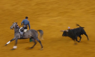 cow.jpg