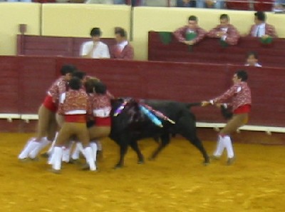 cow4.jpg