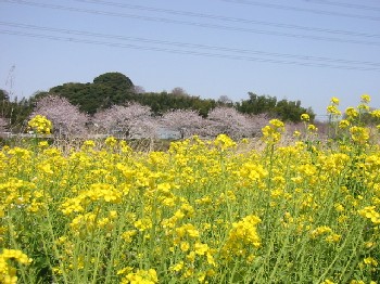 菜の花と桜