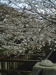 sakura