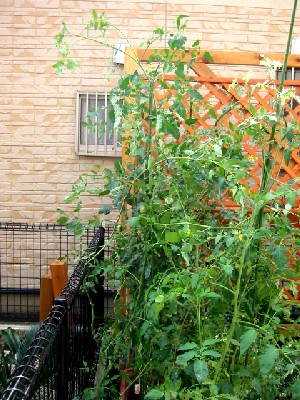 060915 014s.jpg