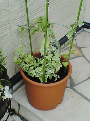 060816 005s.jpg