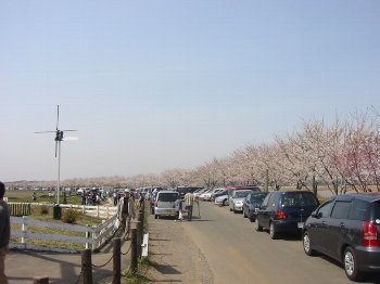 花見客でいっぱい