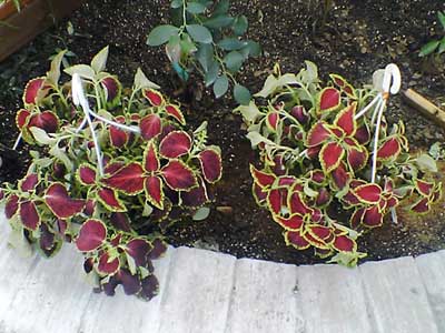 060920 086.jpg